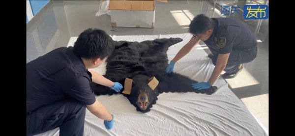 配资查询之家官网 谎报为人造毛皮，上海浦东机场海关查获一张濒危北美黑熊皮地毯